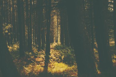 Bir retro tarzı orman görüntüsü