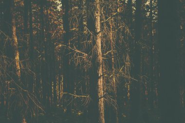 Bir retro tarzı orman görüntüsü