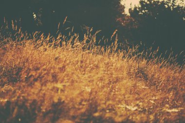 Bir retro tarzı orman görüntüsü