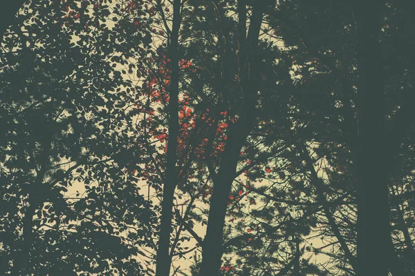 Uma imagem de floresta estilo retro — Fotografia de Stock