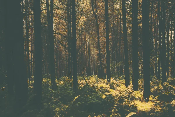 Une image de forêt de style rétro — Photo