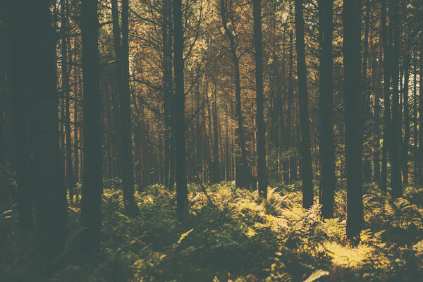 A retro style forest image