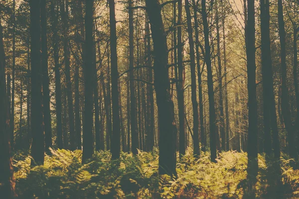 Ein Waldbild im Retro-Stil — Stockfoto