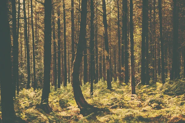 Un'immagine della foresta in stile retrò — Foto Stock