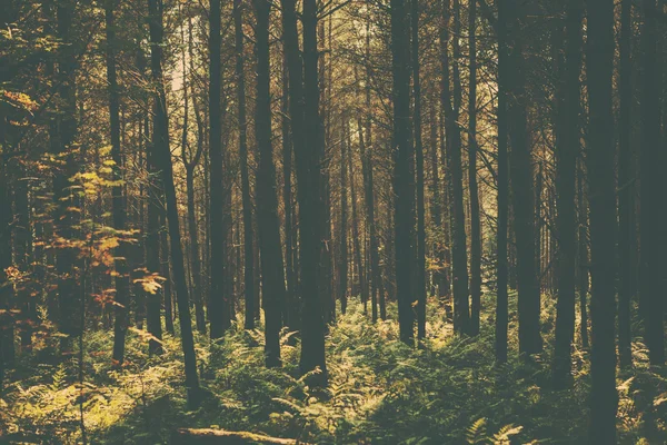 Лісове зображення в стилі ретро — стокове фото