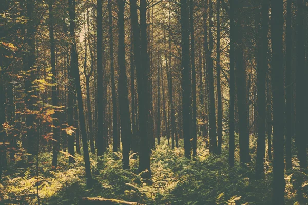 A retro style forest image — Stock Photo, Image