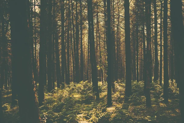 A retro style forest image — Stock Photo, Image