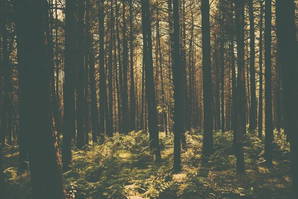 Une image de forêt de style rétro — Photo