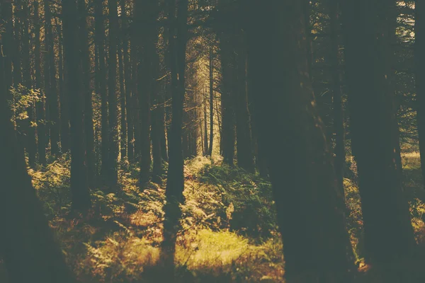 Un'immagine della foresta in stile retrò — Foto Stock