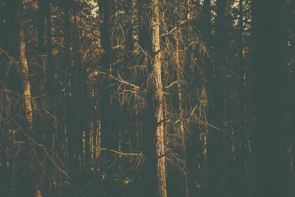 Une image de forêt de style rétro — Photo