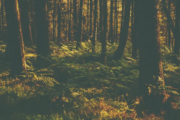 Una imagen de bosque de estilo retro — Foto de Stock