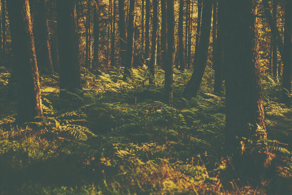 A retro style forest image