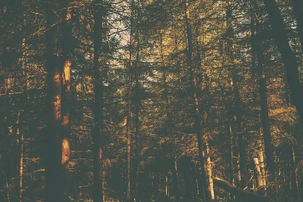 Une image de forêt de style rétro — Photo