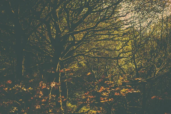 En retro stil skogen bild — Stockfoto