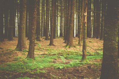 Retro Orman ağaçları