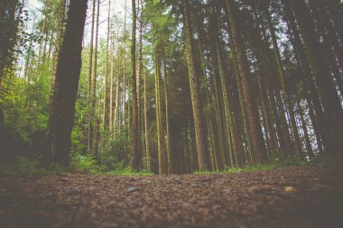 Orman ve doğa ağaçlar