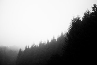 Orman ağaçları ve doğa