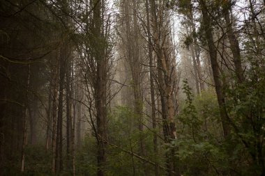 Orman ağaçları ve doğa