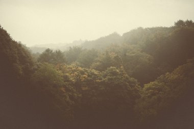 Orman ağaçları ve doğa