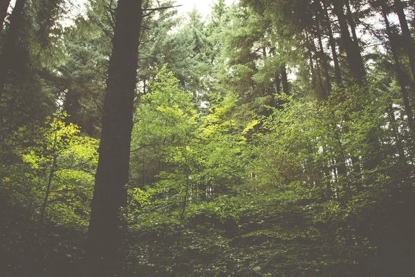 Árvores Retro Woodland — Fotografia de Stock