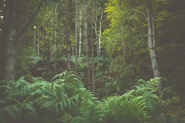 Retro lesní stromy — Stock fotografie