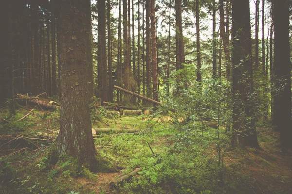 Erdő & fák természet — Stock Fotó