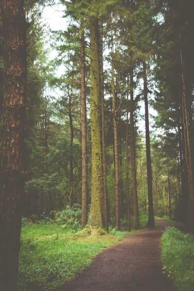 Lesní & přírody stromy — Stock fotografie