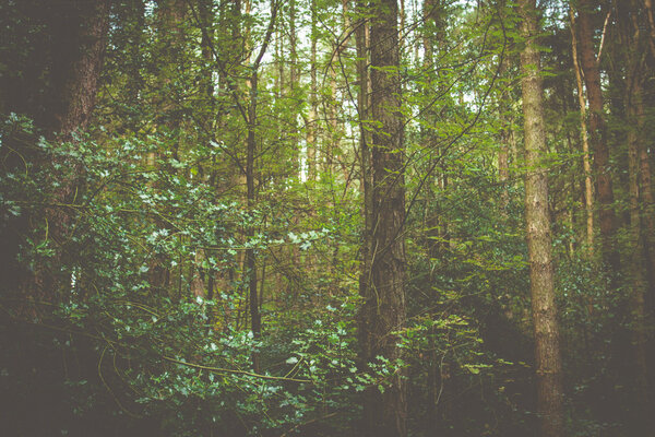 Forest & Nature Trees
