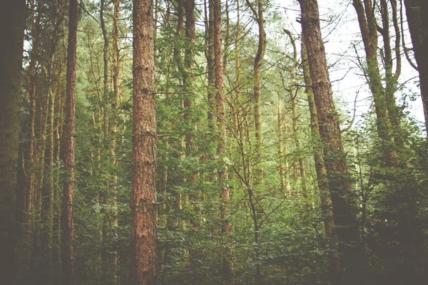 Skogen & natur träd — Stockfoto