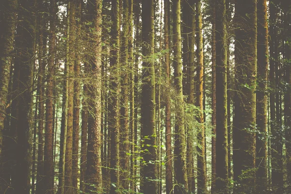 Bosque y árboles naturales — Foto de Stock