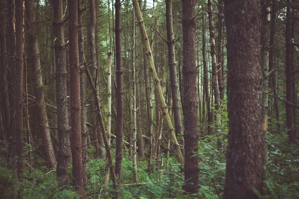 Orman ve doğa ağaçlar