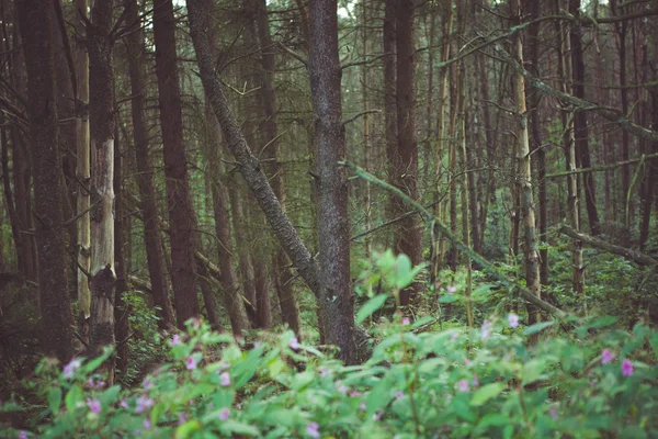 Forest & aard bomen — Stockfoto