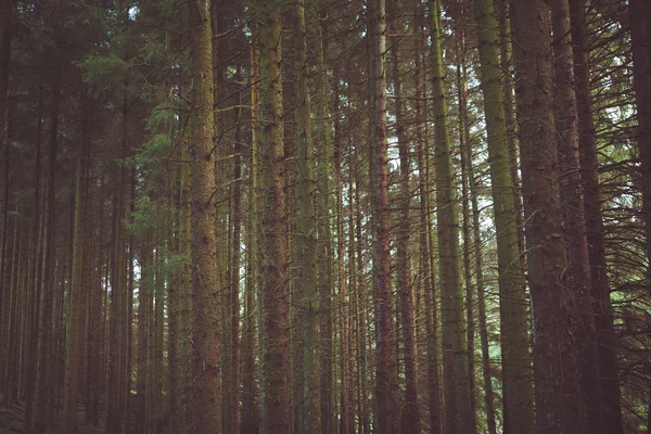 Forêt & Nature Arbres — Photo