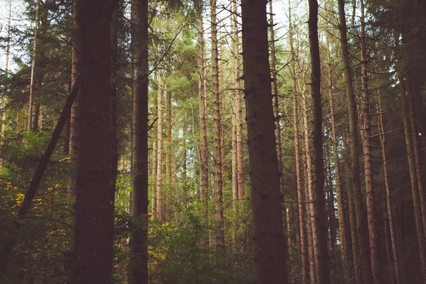 Orman ve doğa ağaçlar