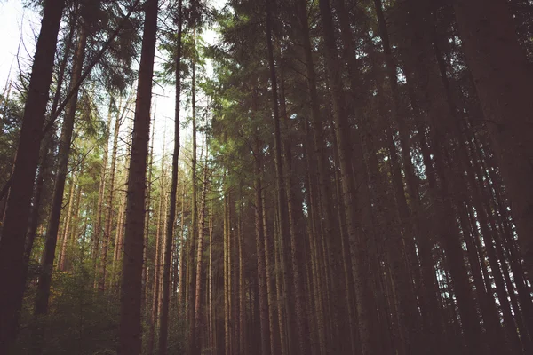 Forêt & Nature Arbres — Photo