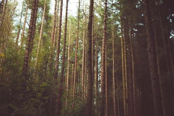 Foresta & alberi naturali — Foto Stock