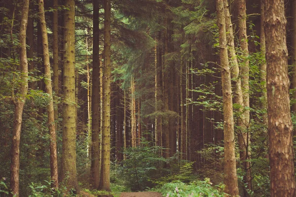 Foresta & alberi naturali — Foto Stock