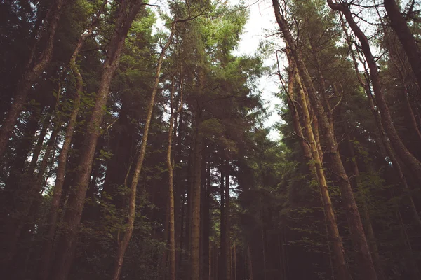 숲 및 자연 나무 — 스톡 사진