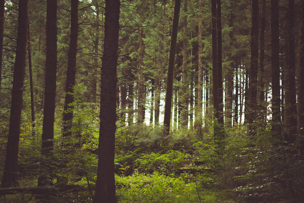 Woodland style images of trees and nature