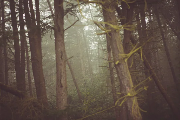 Forêt & Nature Arbres — Photo