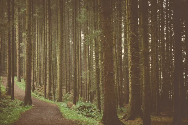 Boschi Alberi & Natura — Foto Stock