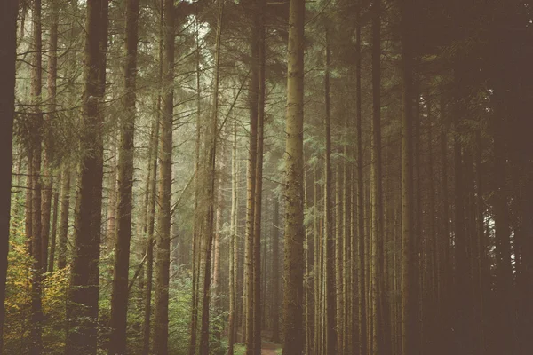 Woodland Trees & Nature — Stock Photo, Image