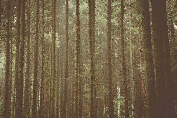 Árboles del Bosque & Naturaleza —  Fotos de Stock