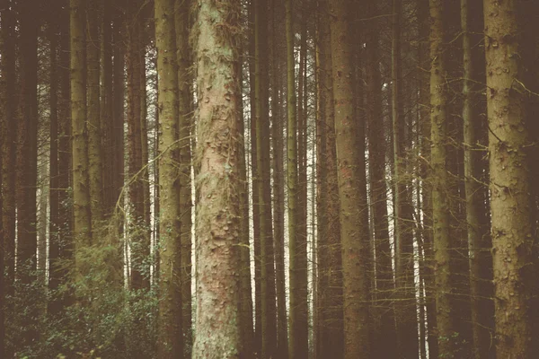 Woodland δέντρα & φύση — Φωτογραφία Αρχείου