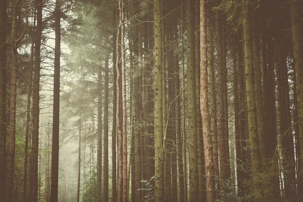 Lesní stromy & příroda — Stock fotografie