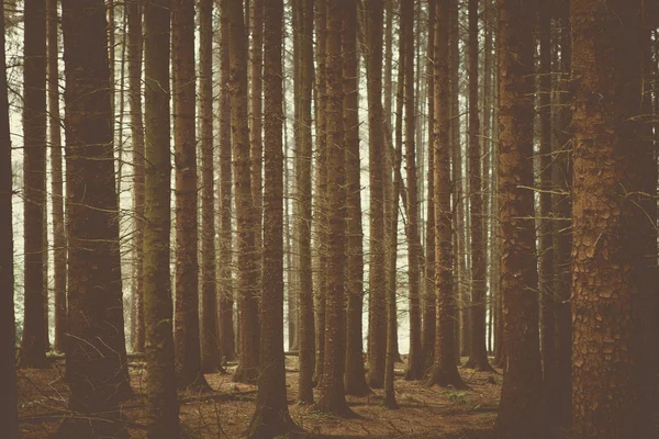 Woodland bomen & aard — Stockfoto