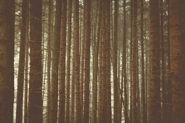 Árboles del Bosque & Naturaleza — Foto de Stock