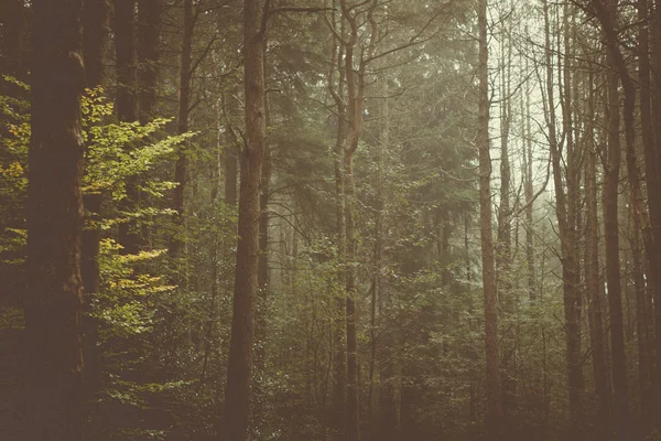 Boschi Alberi & Natura — Foto Stock