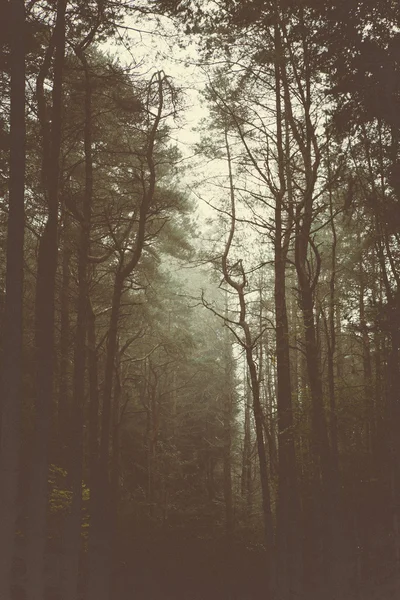 Boschi Alberi & Natura — Foto Stock