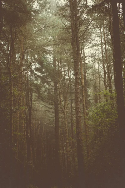 Lesní stromy & příroda — Stock fotografie